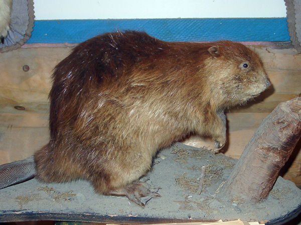 stuffed beaver